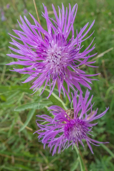 Fondo Floral Del Prado Floreciente Knapweed Centaurea Jacea Cerca — Foto de Stock