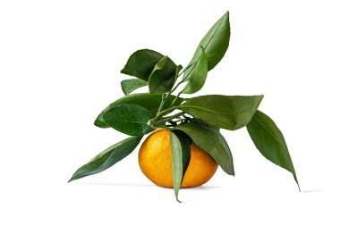 Beyaz üzerine izole edilmiş bir dalda sulu olgun bir mandalina.