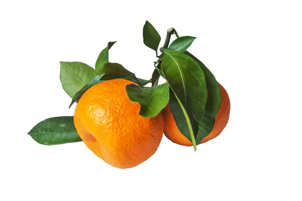 Saftigt Mogen Mandarin Gren Isolerad Vit — Stockfoto