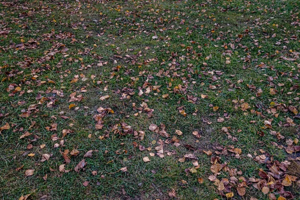 Фон Осенних Листьев Траве — стоковое фото