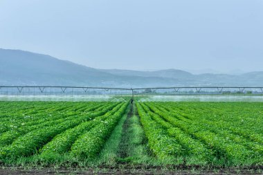 Patates tarlasında çiçek açan patatesler bir dağ vadisinde sulama bitkisi.