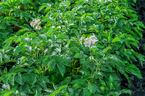 Patates tarlasında çiçek açan patatesler bir dağ vadisinde sulama bitkisi.