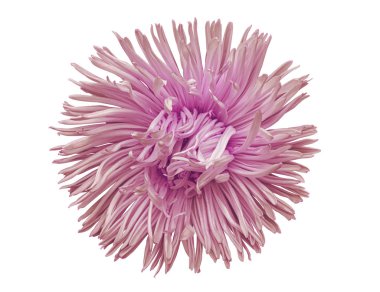 Beyaz izole pembe aster çiçek