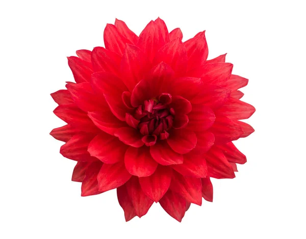 Rote Dahlienblüte Isoliert Auf Weißer Nahaufnahme — Stockfoto
