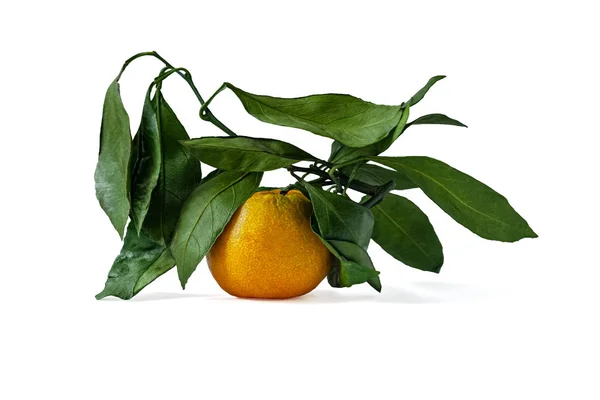 Saftigt Mogen Mandarin Gren Isolerad Vit — Stockfoto