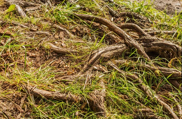 intertwined tree roots close up background texture