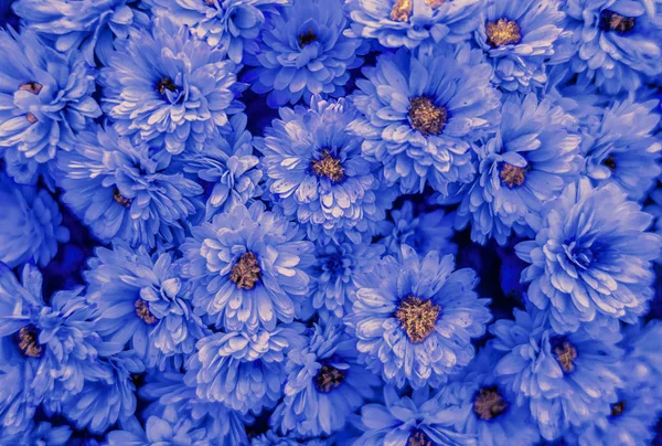 Fondo Floral Crisantemo Azul — Foto de Stock