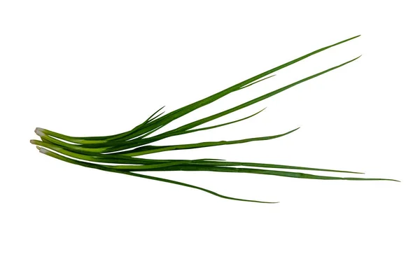 Green Onion Isolated White — Stock Photo, Image