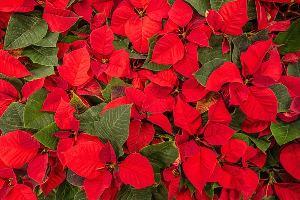 Luminoso Sfondo Natale Fiori Poinsetia — Foto Stock