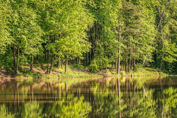 Paisagem Lago Florestal Dia Verão Brilhante — Fotografia de Stock