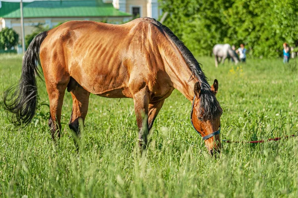 Bay Horse Parkta Çimlerde Otluyor — Stok fotoğraf