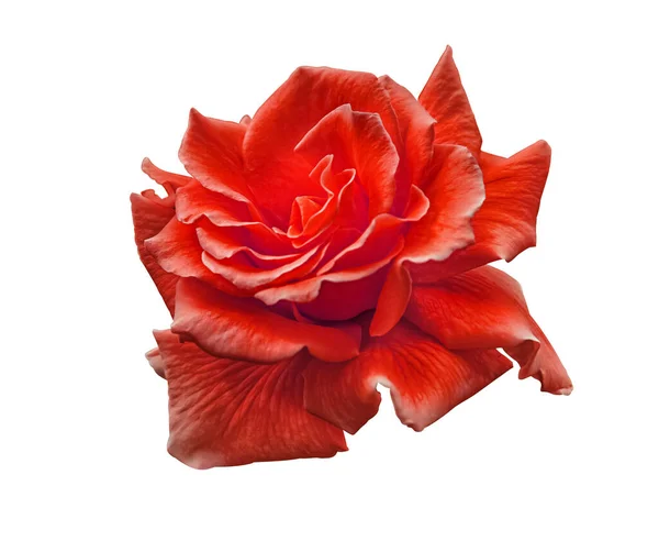 Rote Rosenblüte Isoliert Auf Weißer Flacher Schärfentiefe — Stockfoto