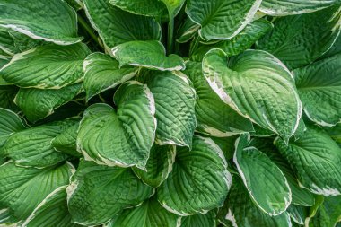 Hosta Albomarginata 'nın çiçekli arka planı. Yakın plan.