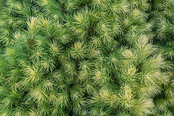 Abstract Background Conifer Tree Texture Close — Stock Photo, Image