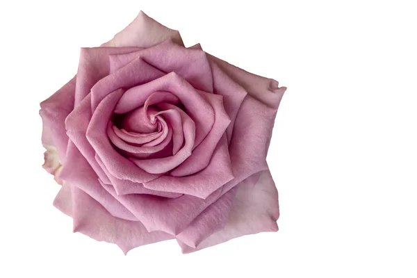 Schöne Rosa Rose Blume Isoliert Auf Weiß — Stockfoto