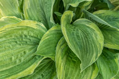 Hosta plantaginea 'nın çiçekli arka planı. Yakın plan.