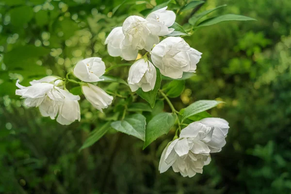 Floral Φόντο Ανθίζοντας Υποκατάστημα Γιασεμί Στον Κήπο — Φωτογραφία Αρχείου