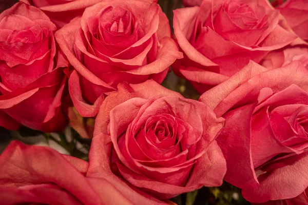 Floraler Hintergrund Eines Straußes Leuchtend Rosa Rosen Aus Nächster Nähe — Stockfoto