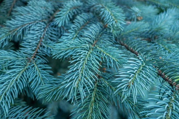 Bloemen Achtergrond Van Blauwe Dennen Takken Close — Stockfoto