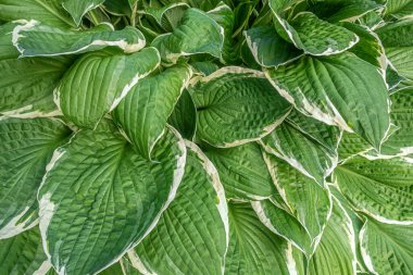 Hosta Albomarginata 'nın çiçekli arka planı. Yakın plan.