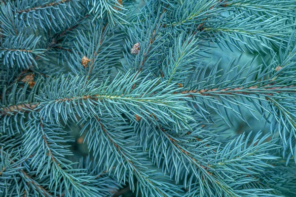 Bloemen Achtergrond Van Blauwe Dennen Takken Close — Stockfoto