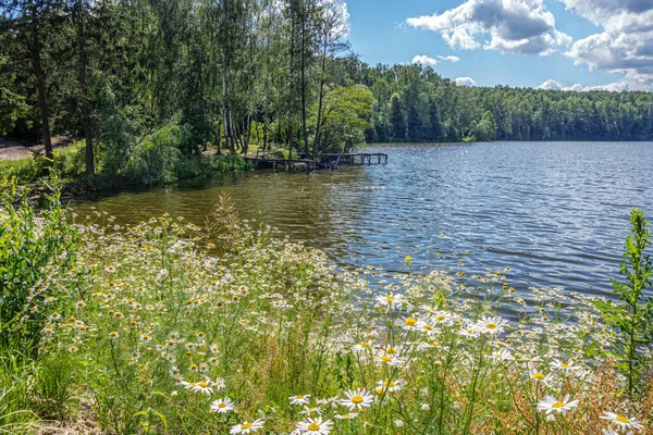 Gänseblümchen Ufer Eines Waldsees — Stockfoto