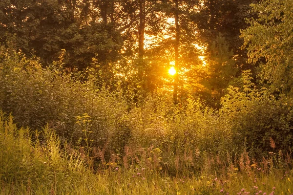 Skov Landskab Ved Solnedgang Sommeren - Stock-foto