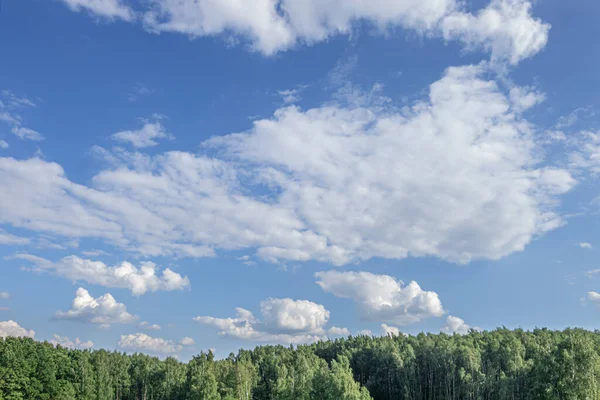 Krajobraz Drewna Pod Błękitnym Zachmurzonym Niebem Jasnym Letnim Dniu — Zdjęcie stockowe