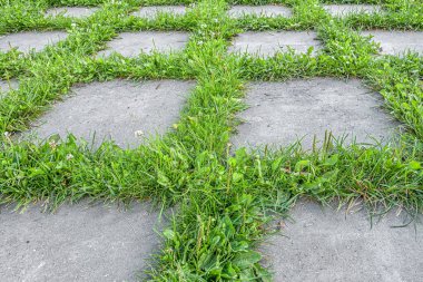 Bir buket mor gülün çiçek arkaplanı