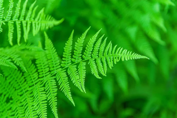 Floral Background Fern Leaf Close Shallow Depth Field — Stock Photo, Image