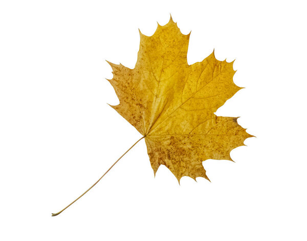 Осенний кленовый лист, изолированный на белом