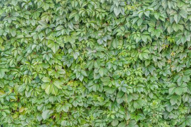 Yabani üzüm çitlerinin çiçekli arka planı