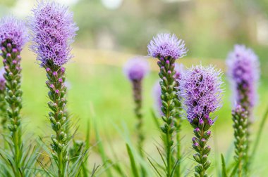 Bahçede çiçek açan liatris çiçeklerinin çiçek arkaplanı.