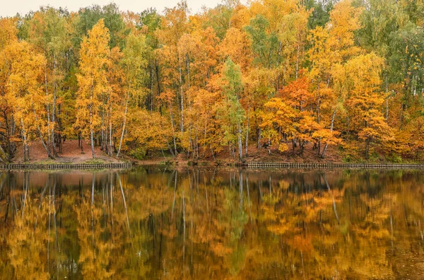 Paisagem Outono Dourado Lago Floresta — Fotografia de Stock