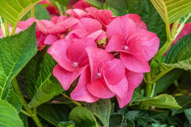 Çiçeklerin arka planında pembe ortanca çiçekleri var.