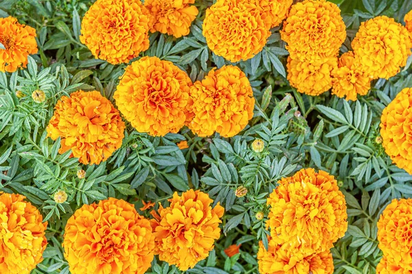 Bir parktaki çiçek tarhındaki kadife çiçeklerinin çiçekleri.