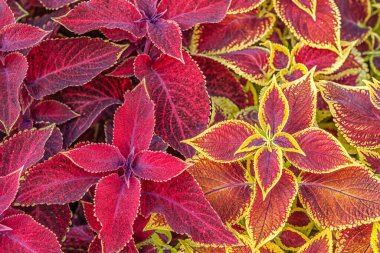 Çiçek tarlasında çiçek arkaplan koleusu bitkileri