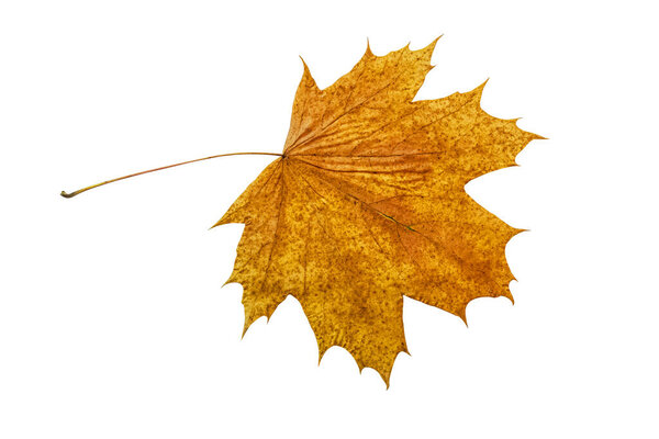 Осенний кленовый лист, изолированный на белом