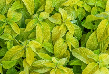 Çiçek tarlasında çiçek arkaplan koleusu bitkileri