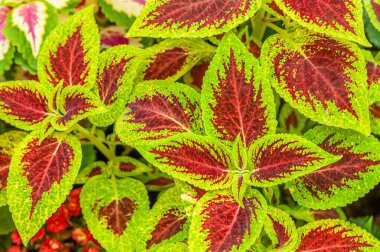 Çiçek tarlasında çiçek arkaplan koleusu bitkileri