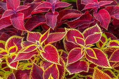 Çiçek tarlasında çiçek arkaplan koleusu bitkileri