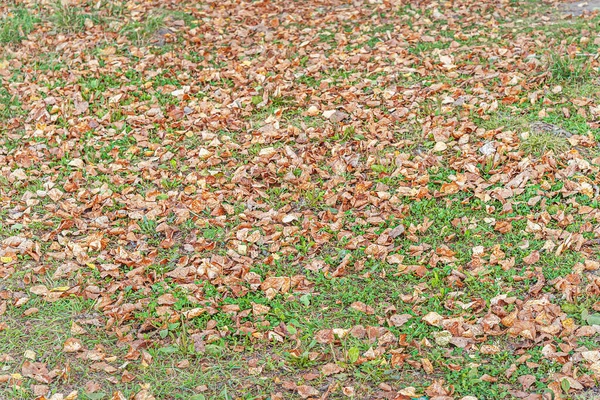 Yerdeki sonbahar yapraklarının soyut arkaplanı