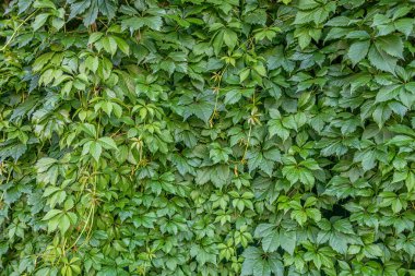 Yabani üzüm çitlerinin çiçekli arka planı