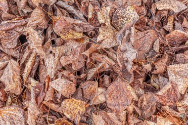 Bir sonbahar yapraklarının çiçekli arkaplanı yakın bir çimenlikte.