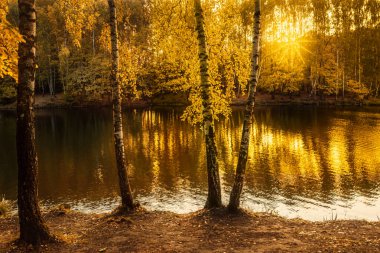 Bir orman gölünde altın sonbahar manzarası