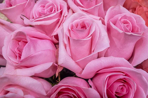 Floraler Hintergrund Eines Straußes Rosa Rosen — Stockfoto