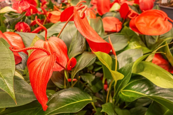 Bir Seradaki Saksılarda Bulunan Anthurium Bitkilerinin Çiçek Arkaplanı — Stok fotoğraf