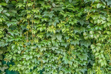 Yabani üzüm çitlerinin çiçekli arka planı