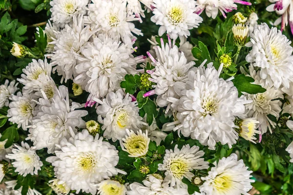 floral background of white chrysanthemums in the garden close up
