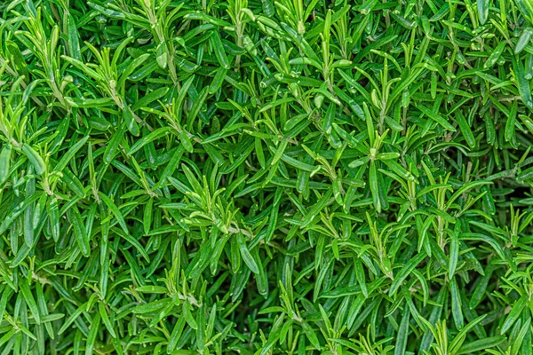 Bloemen Achtergrond Van Rozemarijn Het Gazon — Stockfoto